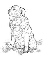 coloriage saint bernard et son tonneau
